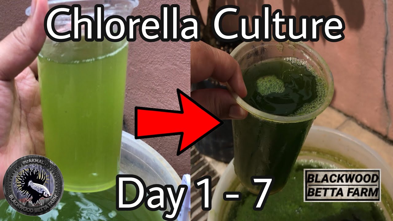 7days of Chlorella Culture #betta#cupang#chlorella#greenwater
