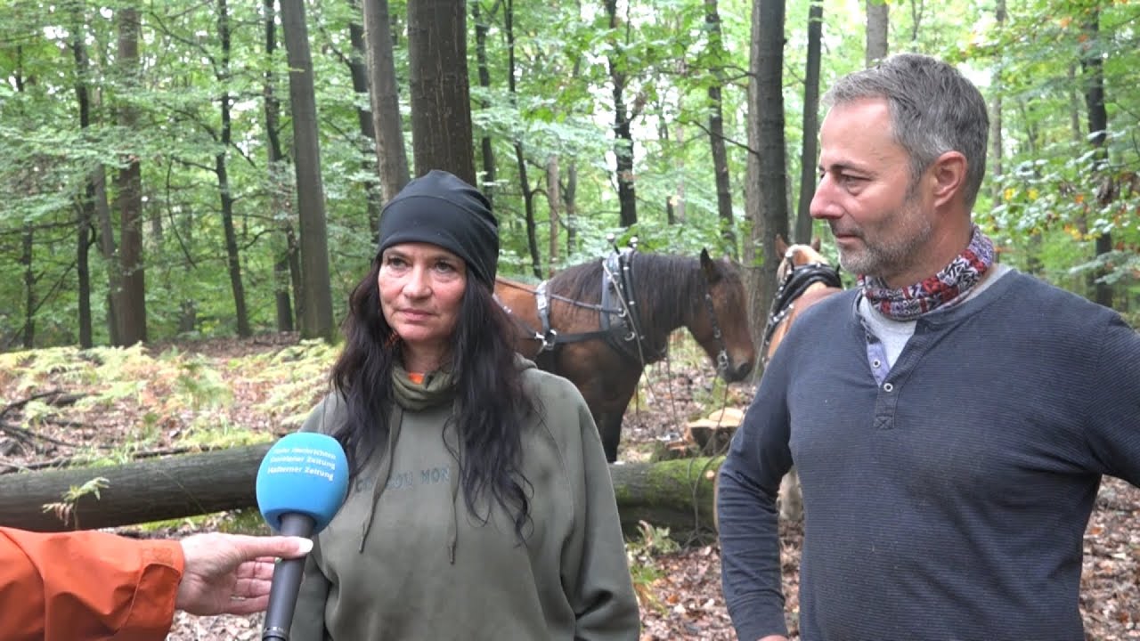 Rückepferde bewegen Baumstämme in der Haard