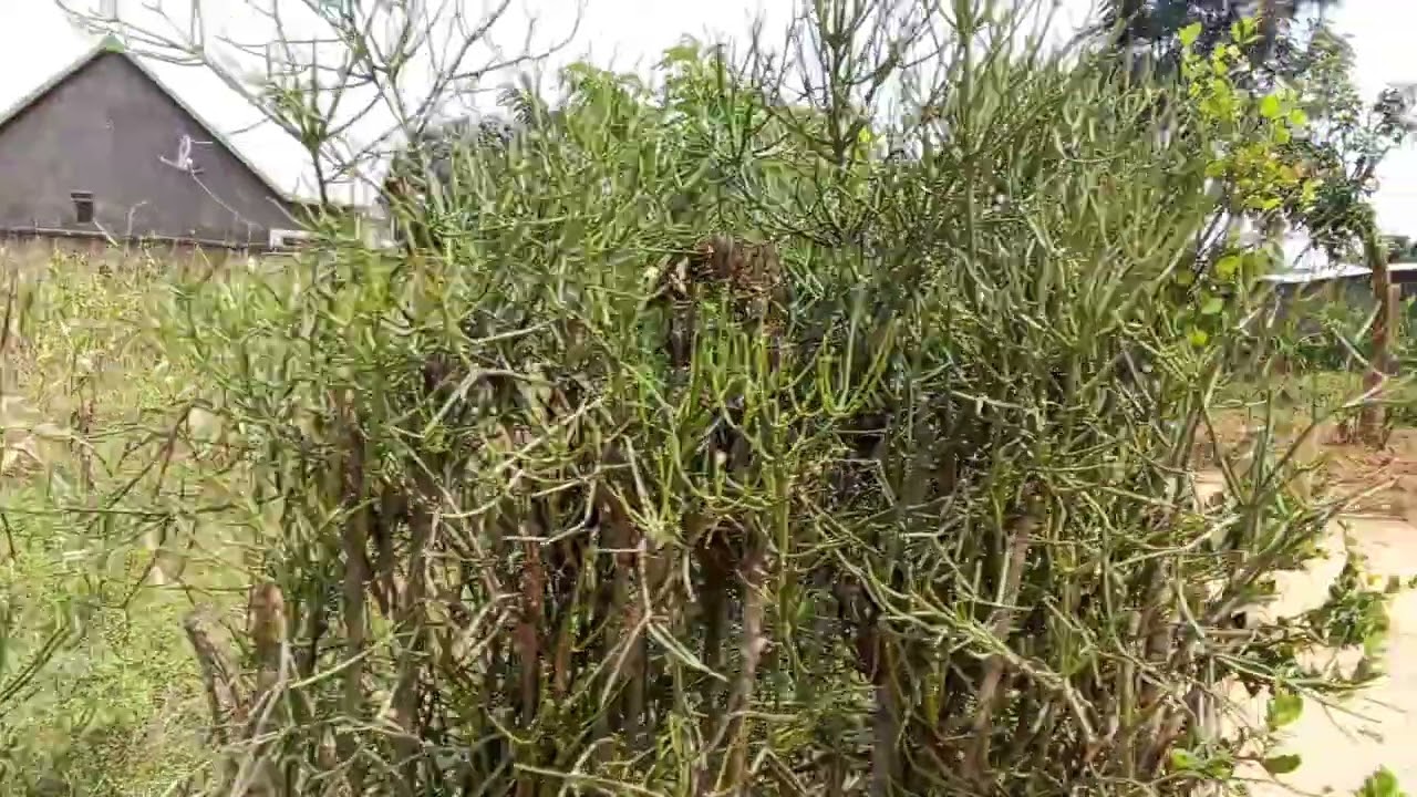 Million 25 ubuso 1600sqm muri AR1 0788704904 Whatsapp 