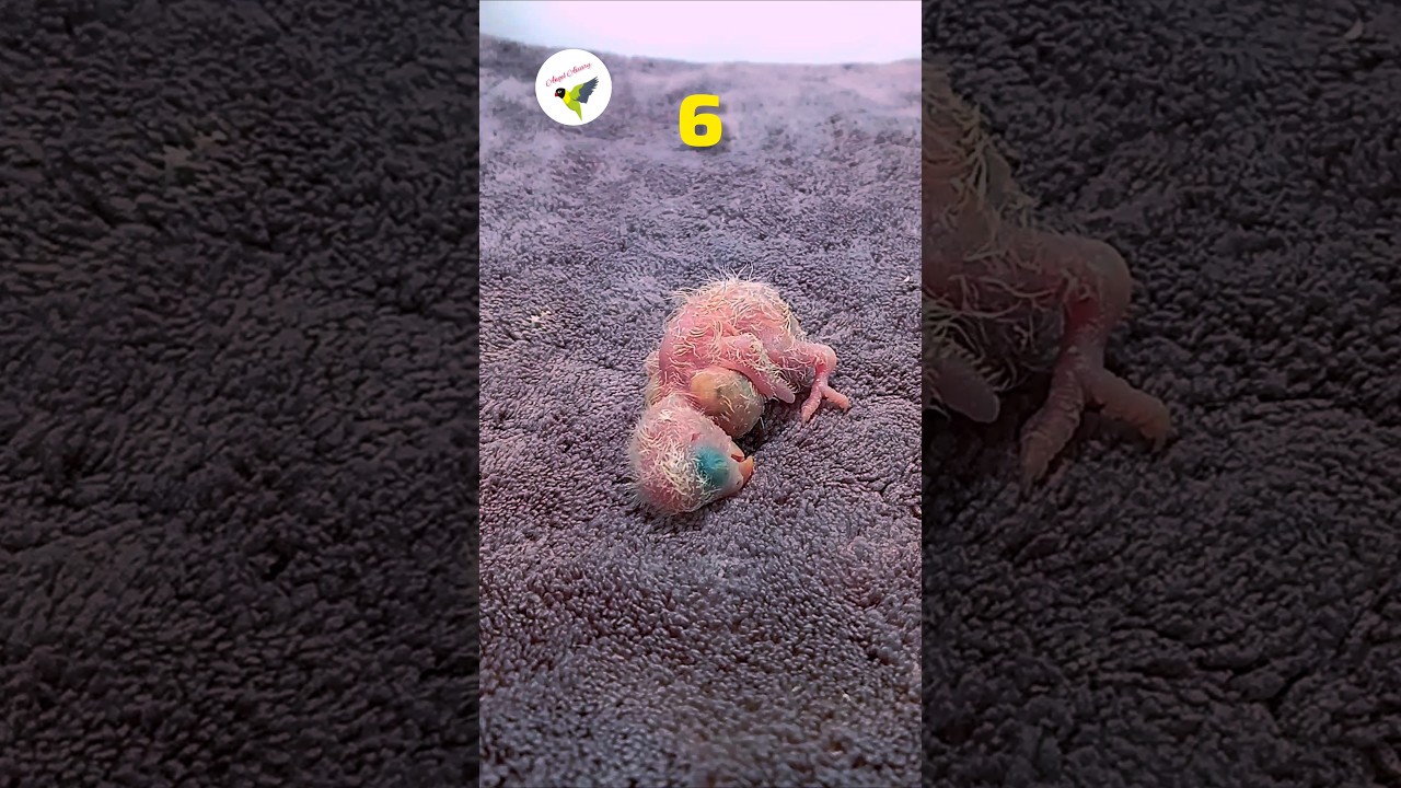 How baby lovebird grow up???? lovebirds Growth Stages|First 45days of babies Timelapse #lovebirds