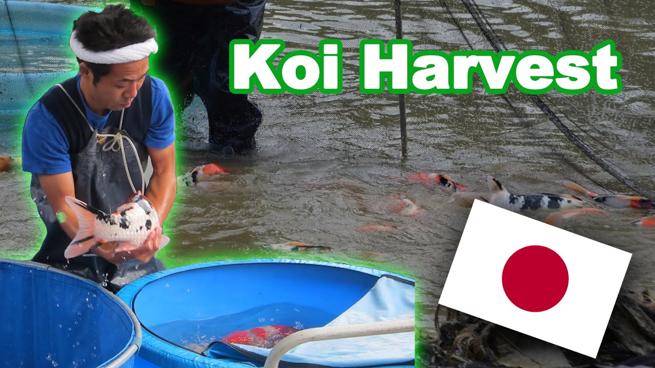 Koi Harvest Japan Kataoka Koi Farm [Mudpond harvest]