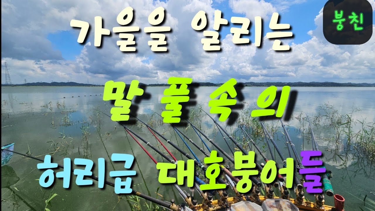2508/가을이 시작된 대호의 말풀속 허리급 붕어들   #붕어낚시 #붕어 #낚시 #대물낚시 #슬로우찌 #와일드몬스터 #대호 #충남 #가을 #토종붕어