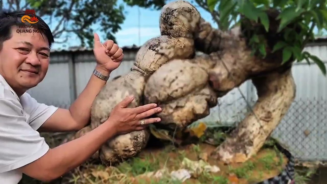Thăm vườn cây cảnh nghệ thuật của anh Nguyễn Trung Quốc Tịnh Khê Quảng Ngãi |Hương Sắc Quảng Ngãi 