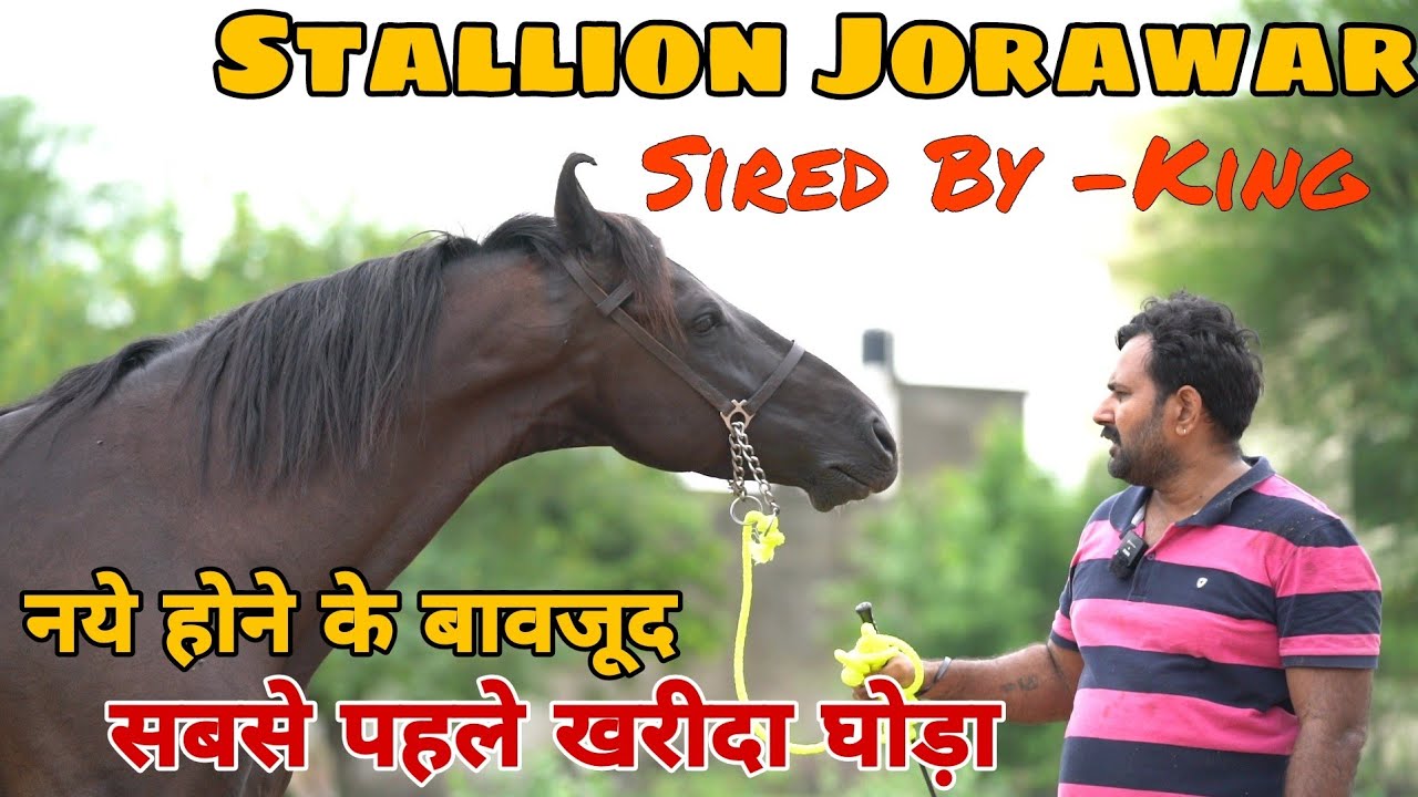 काले कांटे का पोता  Stallion Jorawar || Royal Stud Farm Jaipur