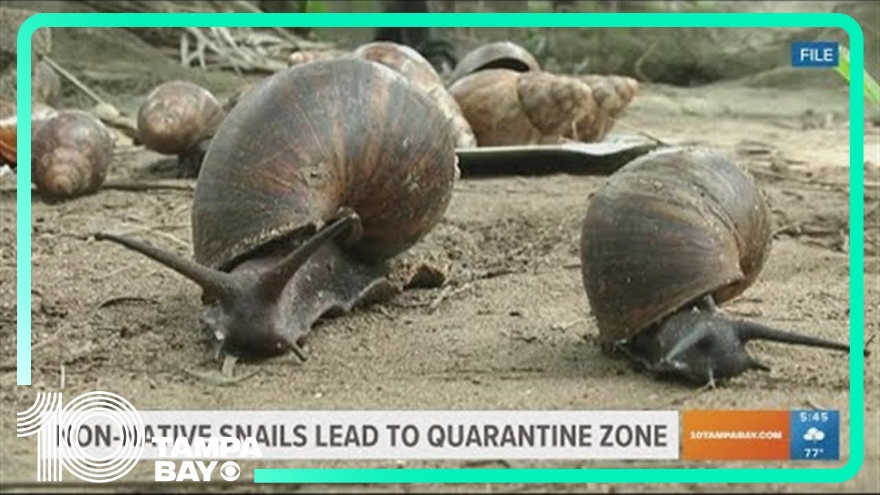 Giant African land snails found in South Florida, prompting quarantine for some areas