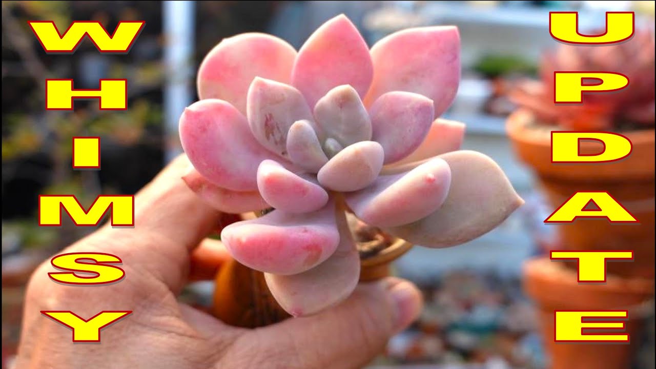Echeveria Whimsy UPDATE 2023