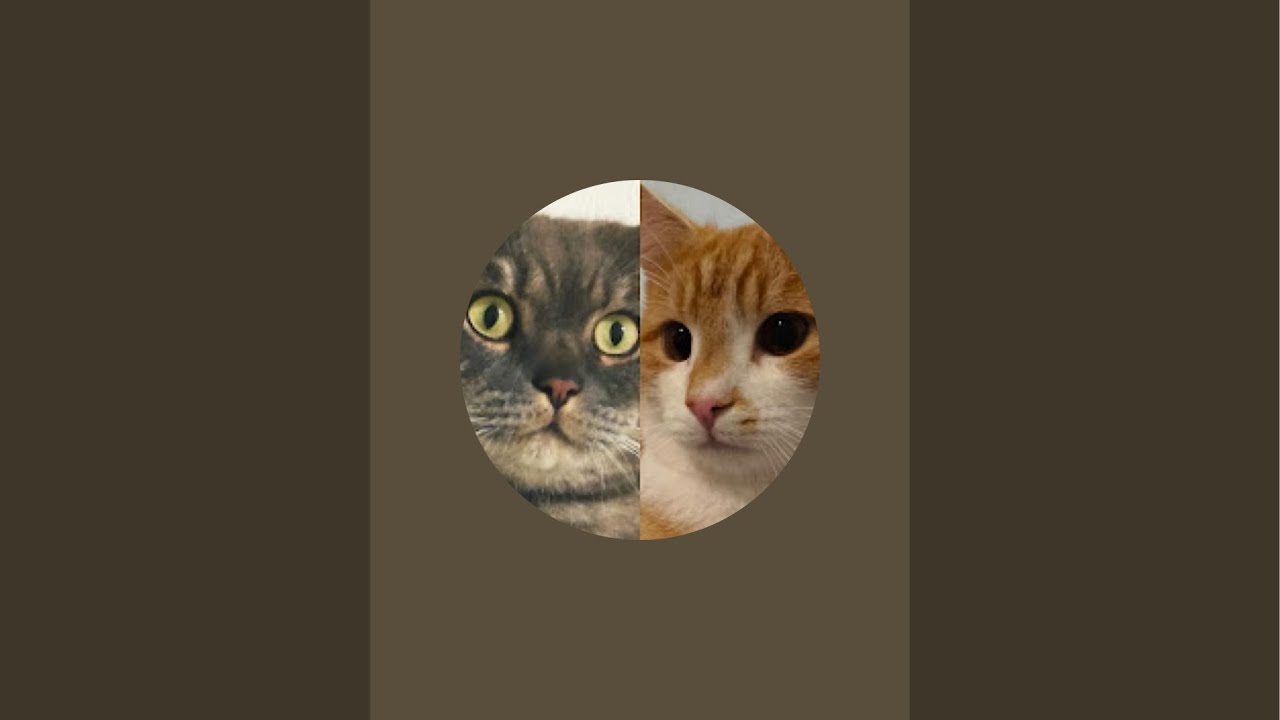 Котики Миша и Лео в прямом эфире🐾🐈‍⬛🐈❤️