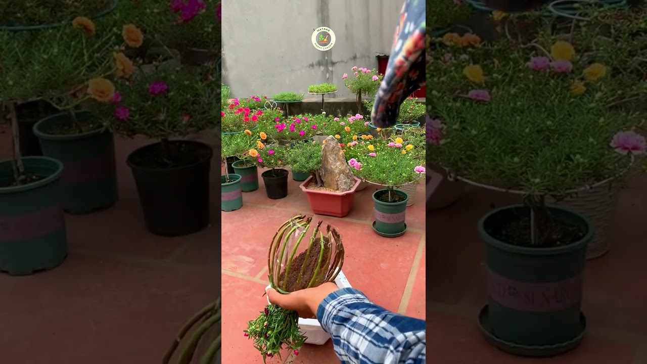 moss rose plant decoration ideas - how to take care of portulaca plants #gardenerslife