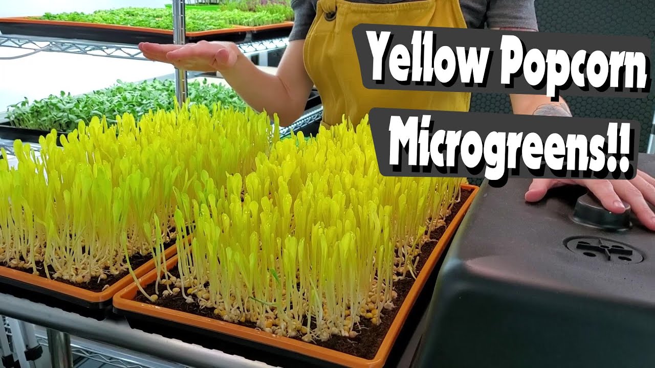 Yellow Popcorn Microgreens - Sweet and Grassy! On The Grow