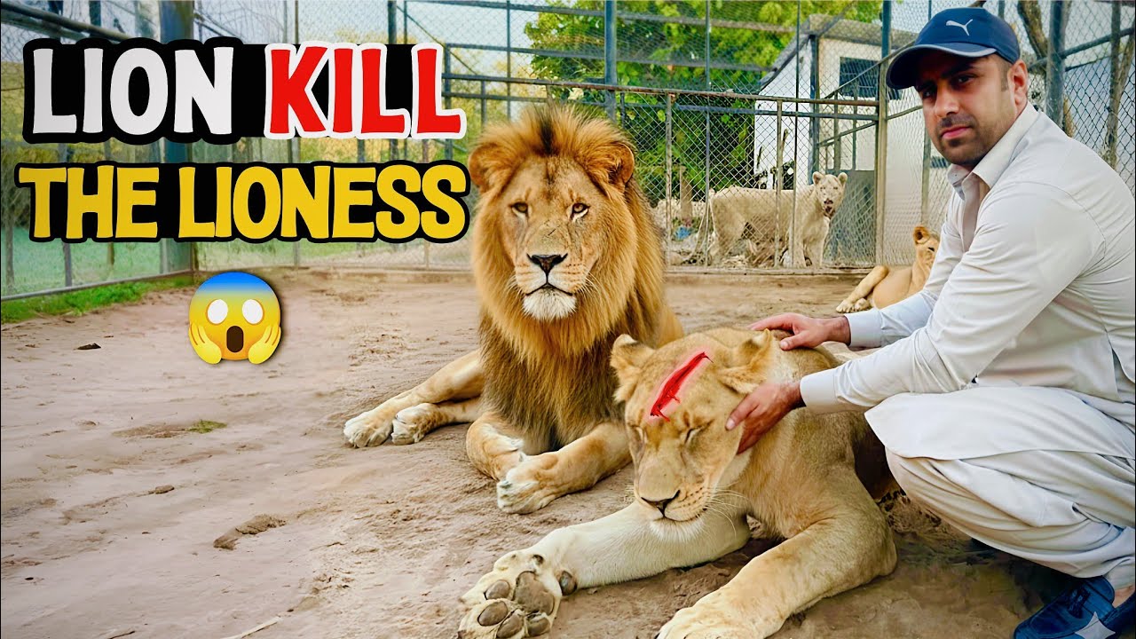 Lion Ne Apni Lioness Ko Maar Diya 😢 | Full Truth Revealed