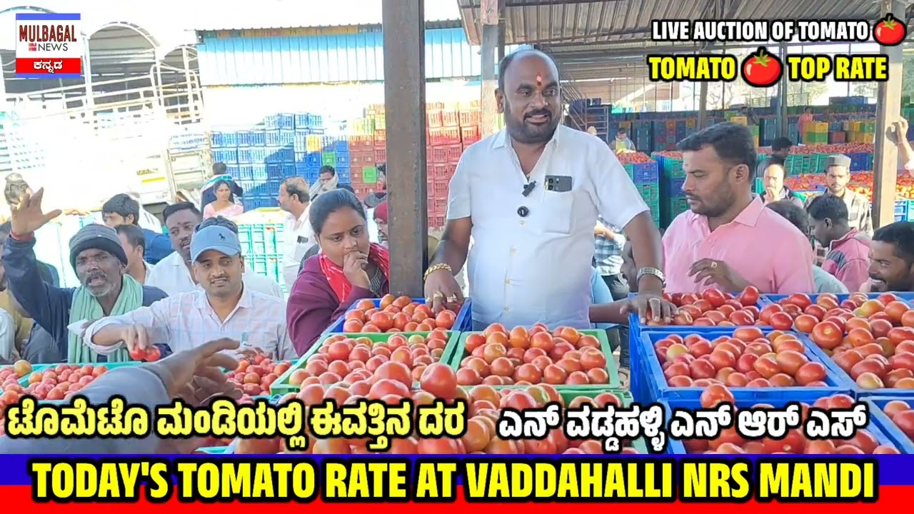 Tomato rate today at VADDAHALLI NRS MANDI KARNATAKA LIVE AUCTION 
