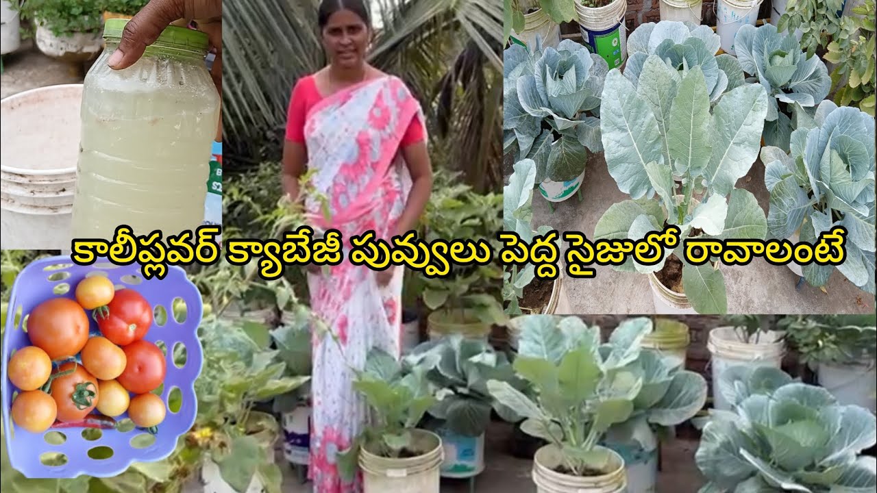   క్యాబేజీ కాలీఫ్లవర్ మొక్కలకు మంచి లిక్విడ్ ఫర్టిలైజర్ ఇస్తూ  హార్వెస్ట్/Ma pushpa thota garden 