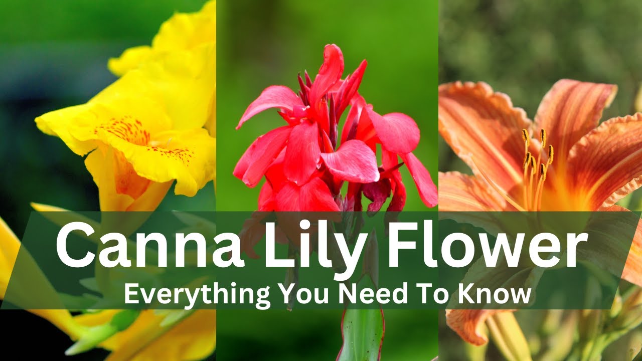 Canna Lily Plant - Everything You Need To Know - Info and Care