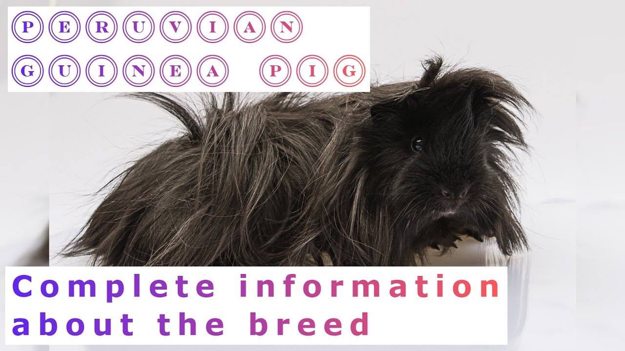 Peruvian Guinea Pig. Pros and Cons, Price, How to choose, Facts, Care, History