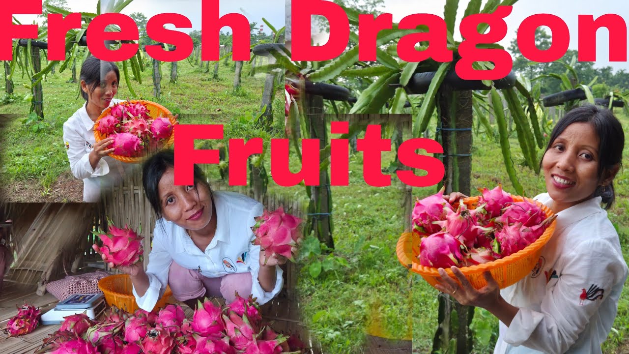 August Harvest: Dragon Fruit Picking/Fresh And Juicy From Our Farm