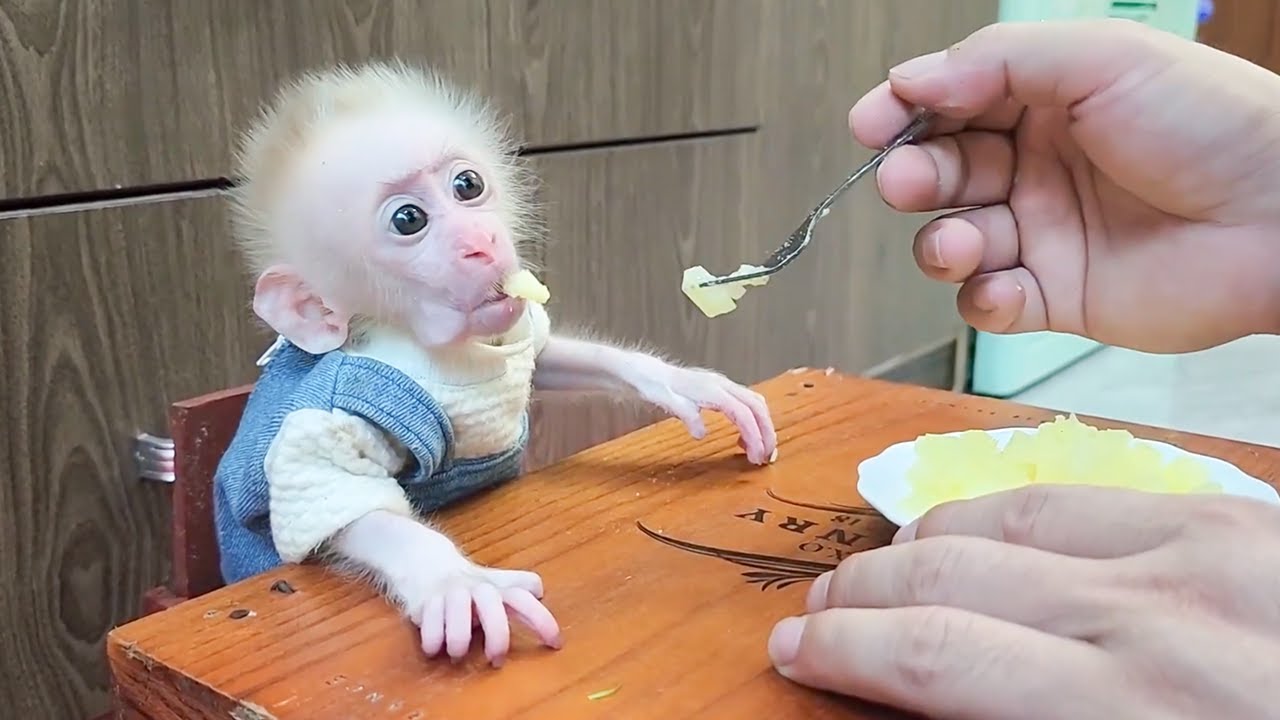 Will newborn monkeys get used to eating baby food?