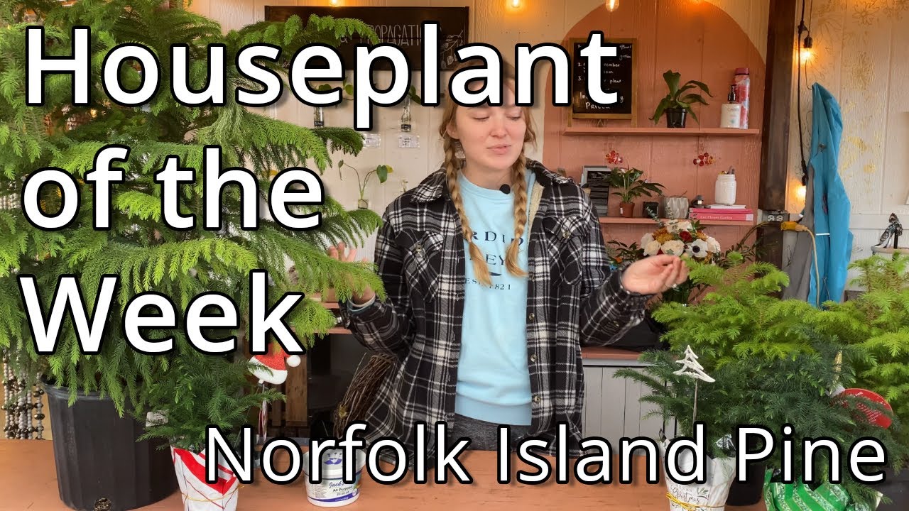 Norfolk Island Pine - Houseplant of the Week