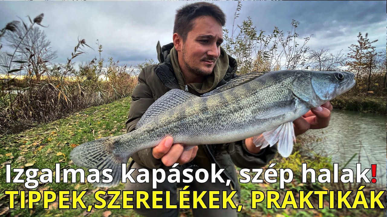 A süllő horgászata! Letett bottal és pergetve 🍁🐲 #fishing