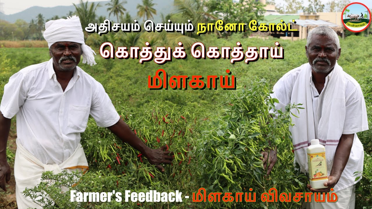 🌶️கொத்துக் கொத்தாய் மிளகாய்🌶️Miracle of Success Chilli Cultivation🔴Nano Gold Fertilizer☎️8121424702