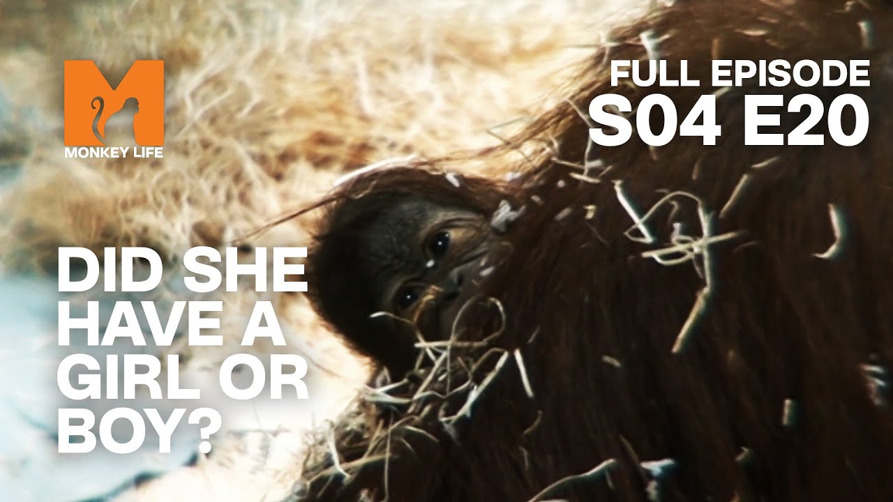 Is The Baby Orang-utan Alive? | Season 4 Episode 20 | Full Episode | Monkey Life