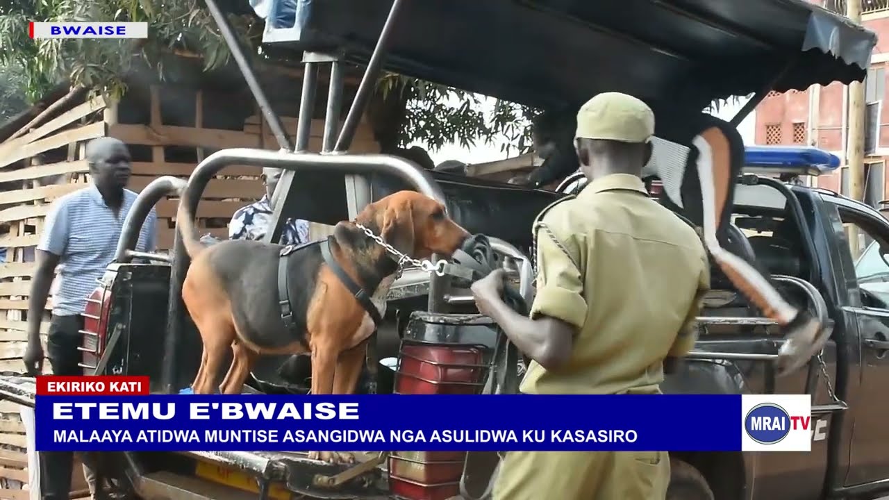 Obuttemu e'bwaise, Omulambo gwa malaaya gusangiddwa ku Kasasiro