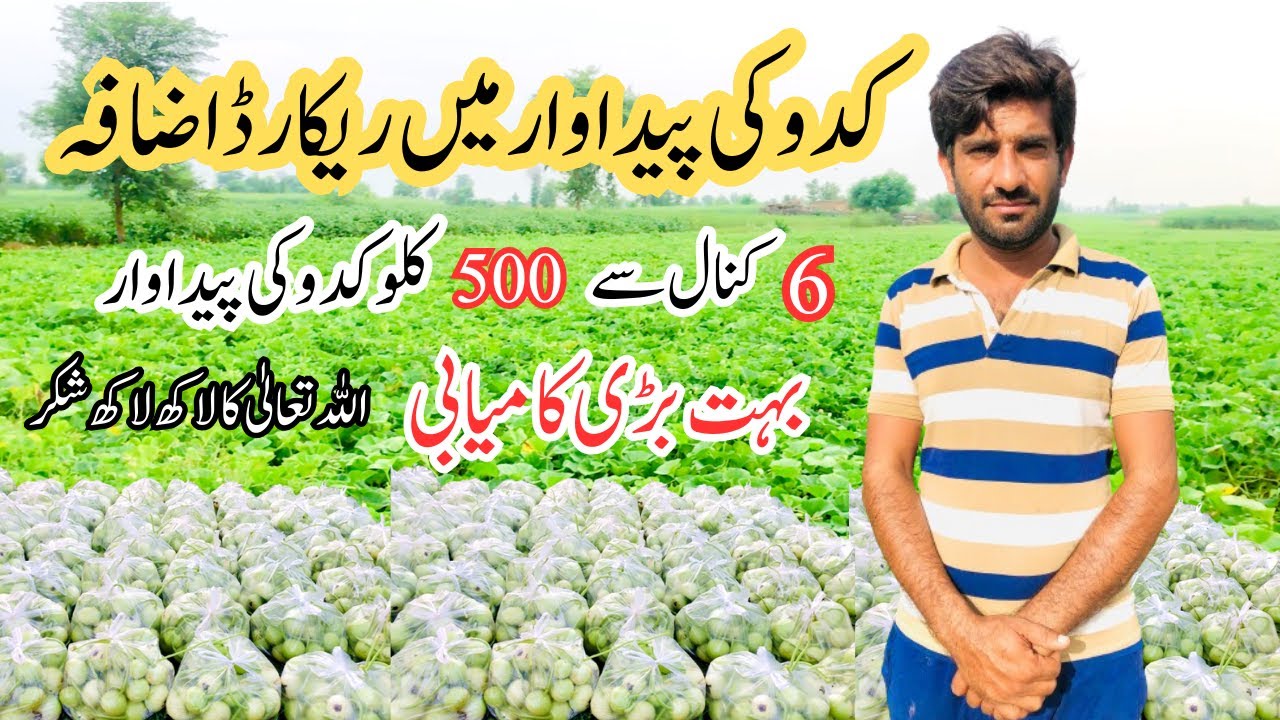 Kadu ki pedawar main shandar izafa || kaddu ki kasht in pakistan