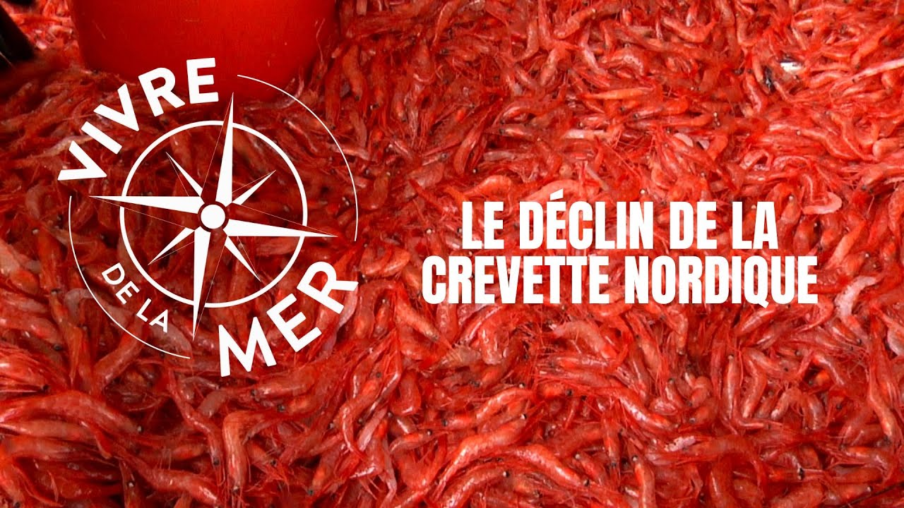 Vivre de la mer: Déclin de la crevette