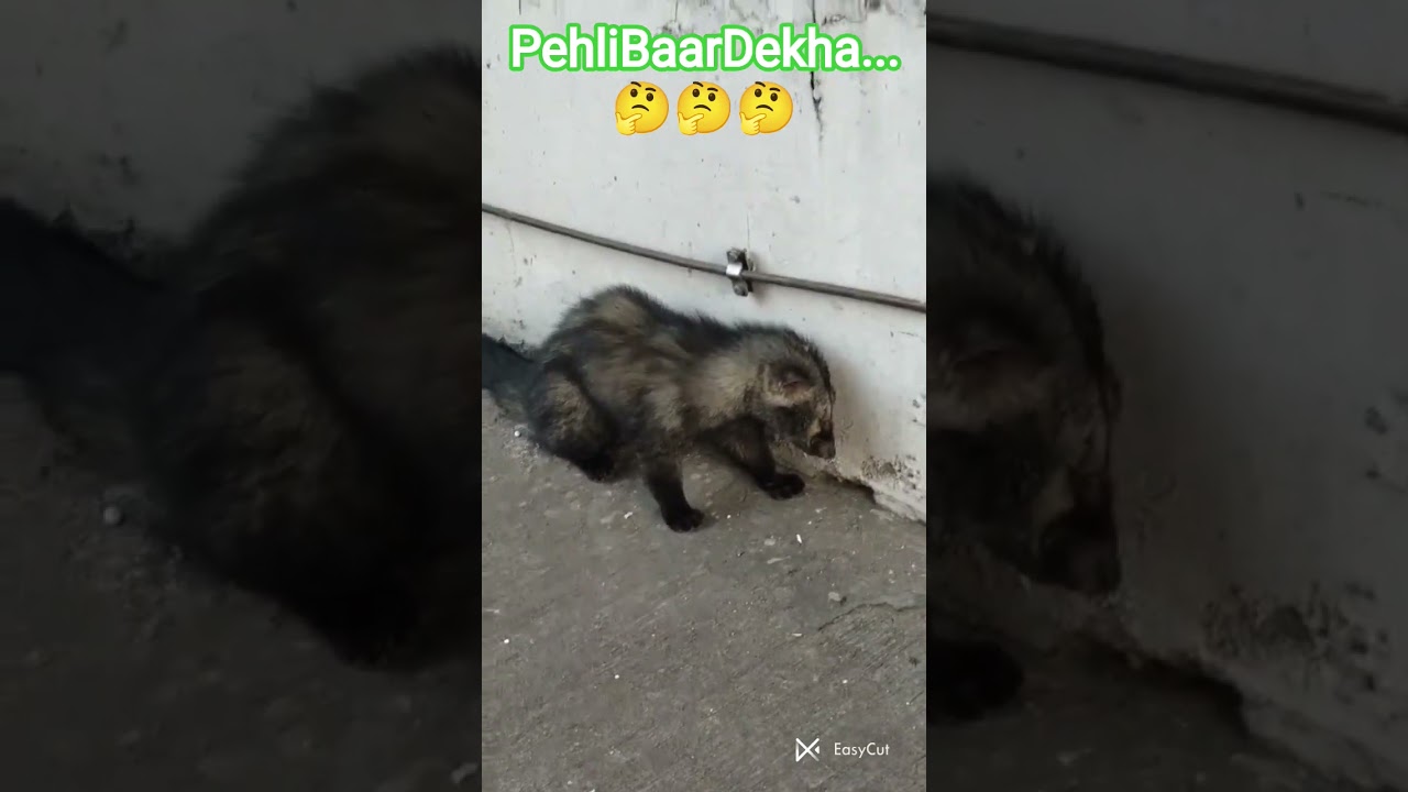 #PehliBaarDekha..#NayaJanwar#CompanyKeSamneWalaJanwar#AajKaJanwar#UnknownAnimal#PehliBaarDekha