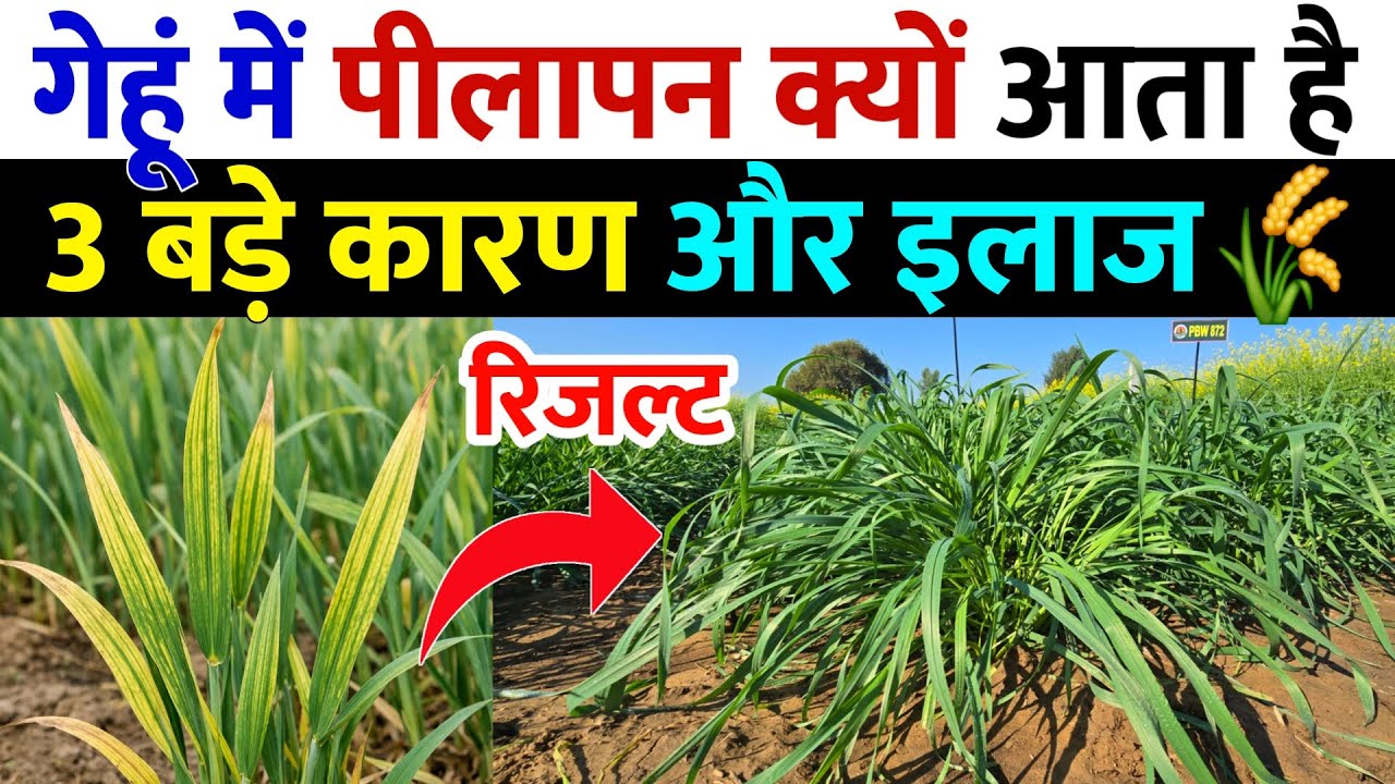 गेहूं में पीलापन क्यों आता है | 3 बड़े कारण | gehu me pilapan kaise hataye | gehu me konsa khad dale
