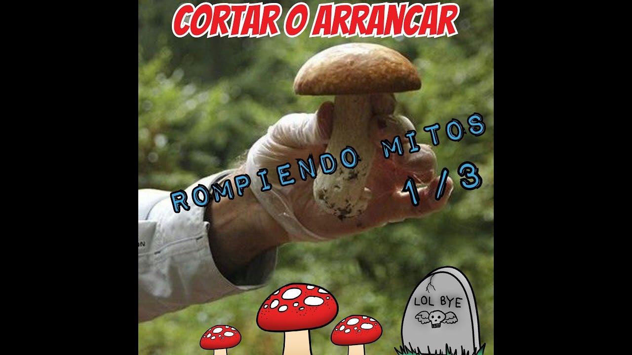 Cortar o Arrancar las setas?(Destrozando Mitos 1/3)