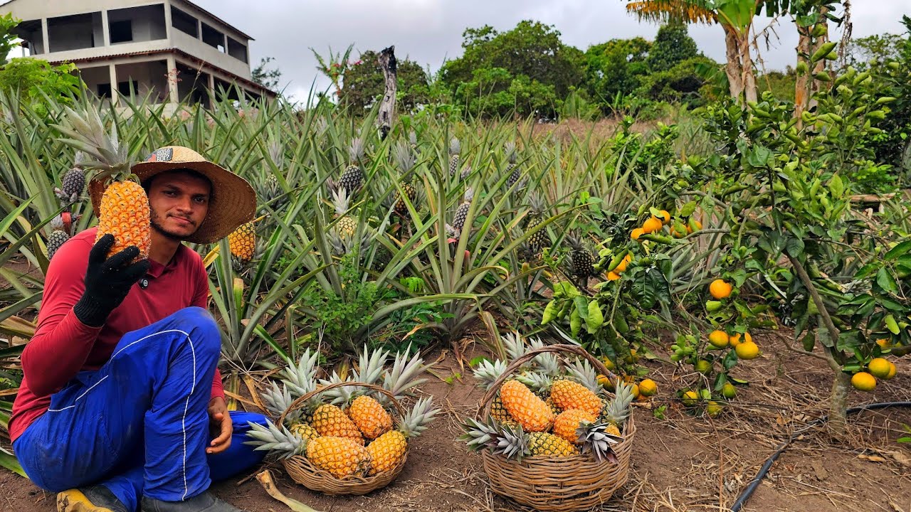 Como PRODUZIR ABACAXI livre de agrotóxicos - COLHEITA farta e receitas