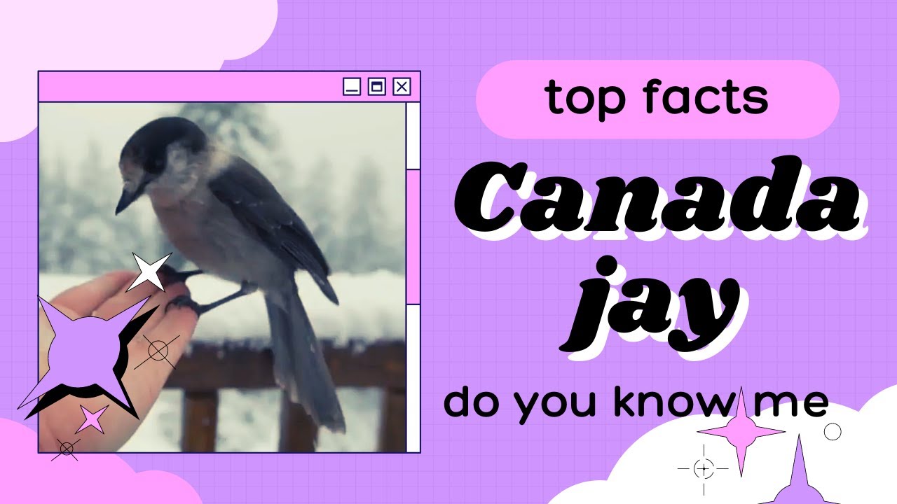 Canada jay facts | grey jay | camp robber | whisky jack | found North America