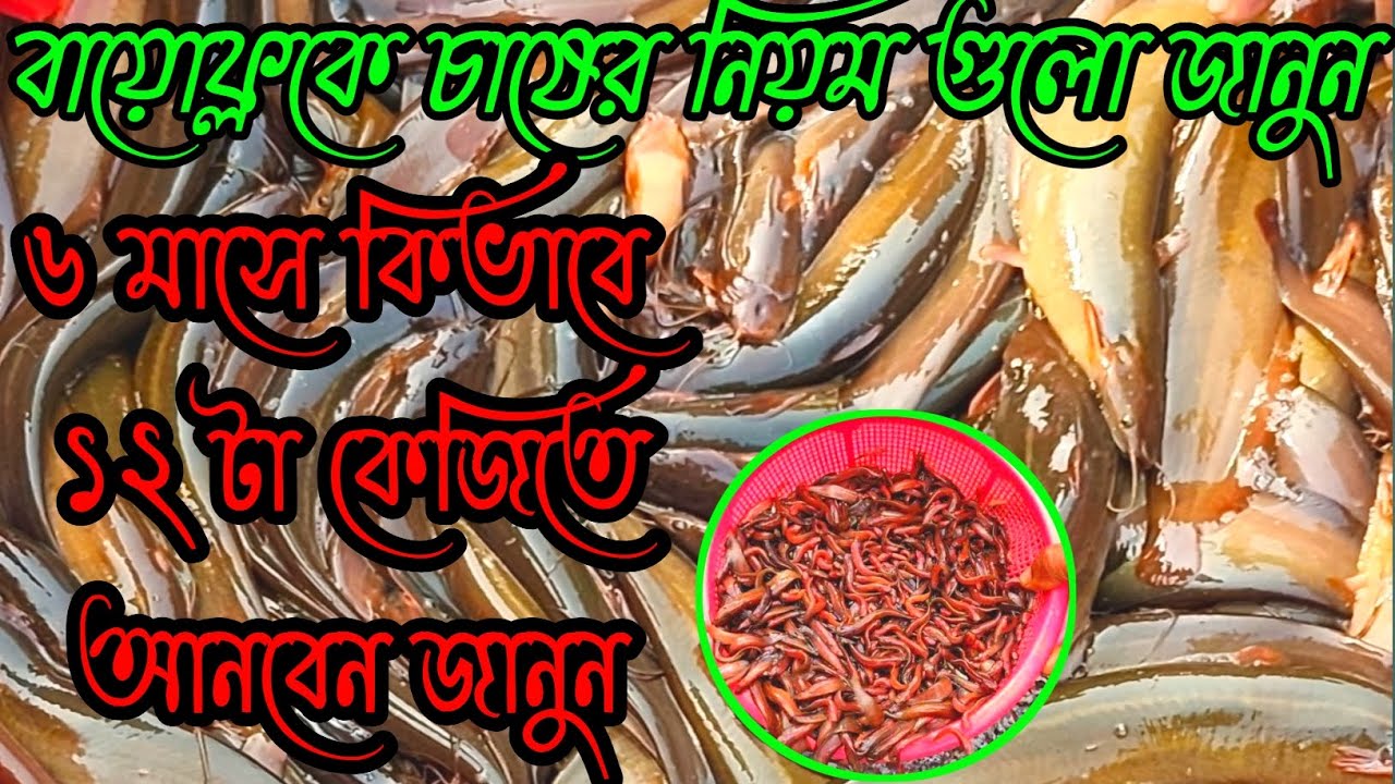 বায়োফ্লকে ও কিভাবে পুকুরে চাষ করবেন জানুন। যে কোনো সাইজের আমাদের কাছে পাওয়া যাচ্ছে।
