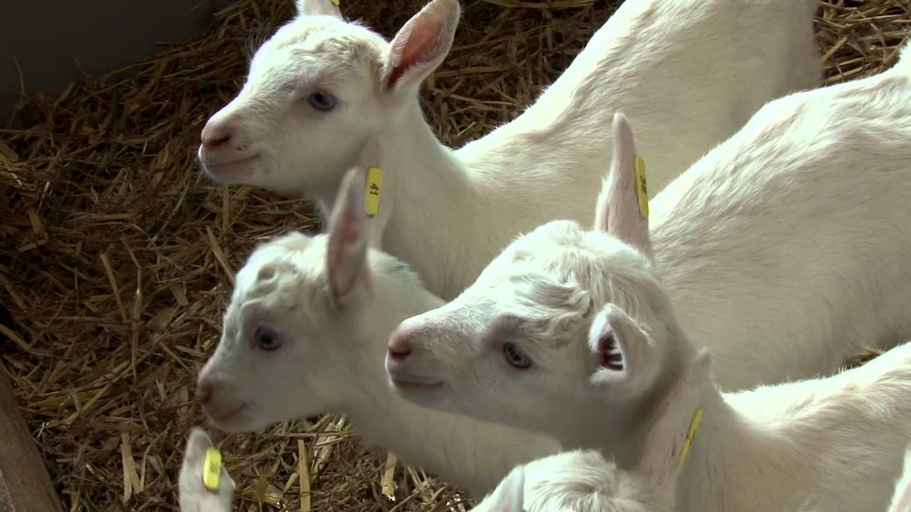 Nachwuchs im Uni-Ziegenstall