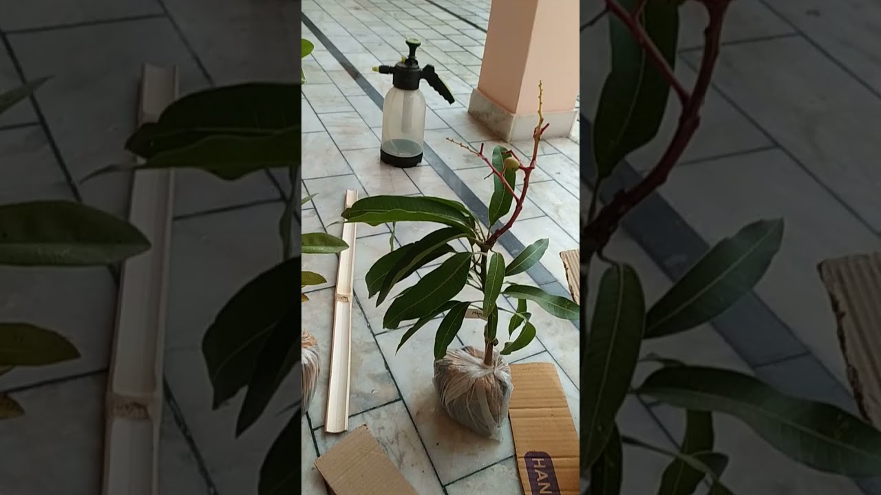 Unboxing Miyazaki Mango Fruit Plant Video Online Available Nursery