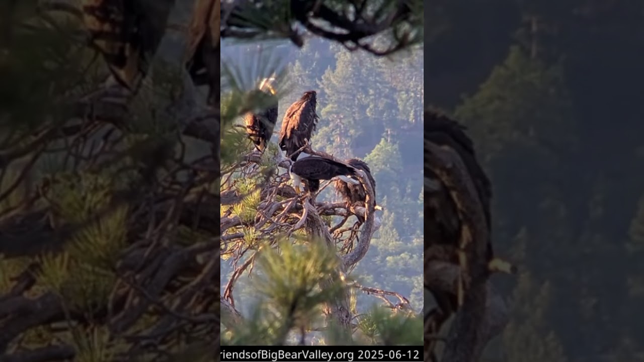Family gathering, Shadow came with fish  | 6.12.25 #eagle #birds #baldeagle #eaglets #shorts
