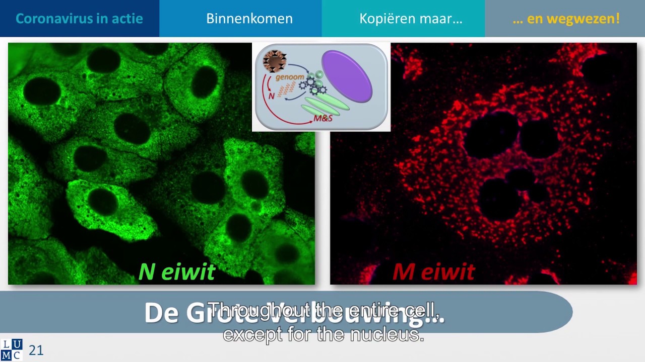 PEP-talk: Prof Eric Snijder about coronaviruses - (English subtitles)