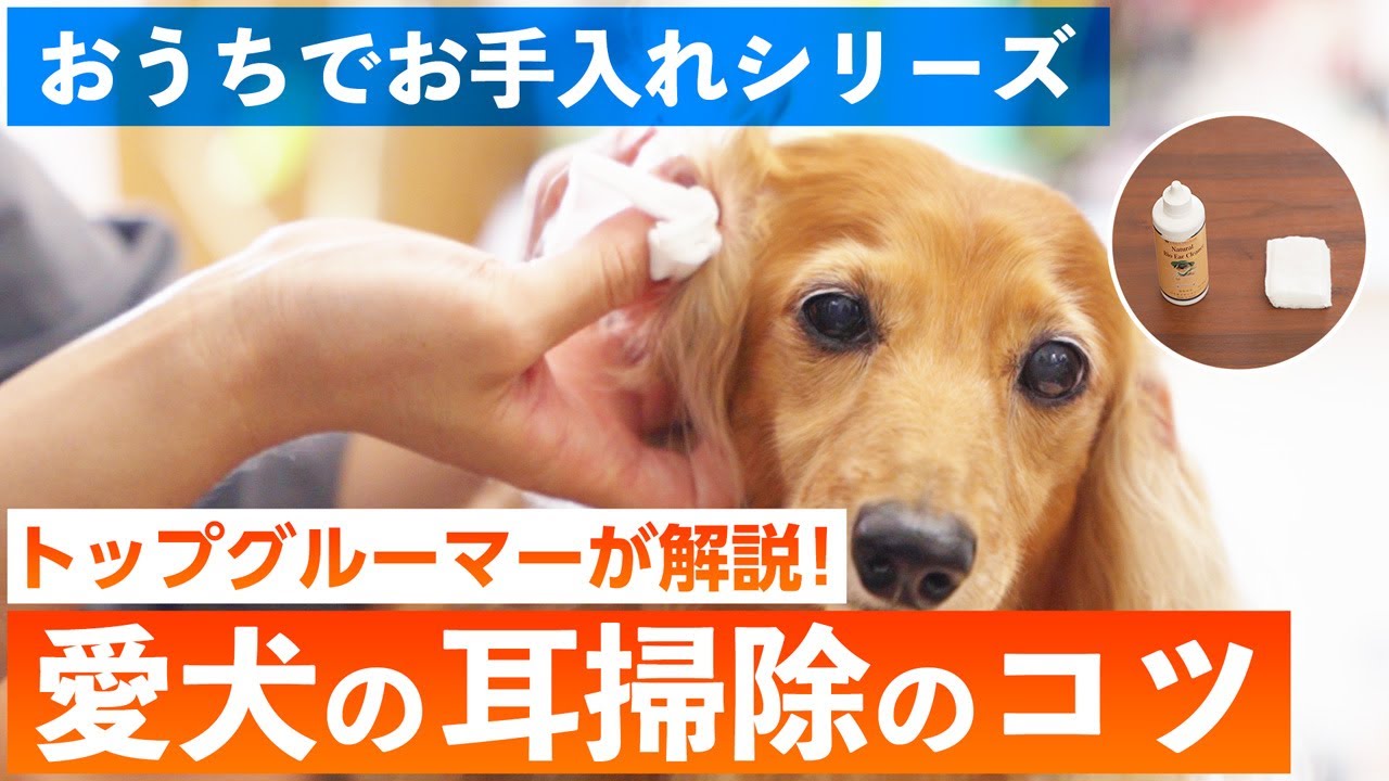 【おうちでお手入れシリーズ】ご自宅で愛犬の耳そうじをカンタンに♪おうちでできる耳そうじのコツをトップグルーマーがわかりやすく解説します。
