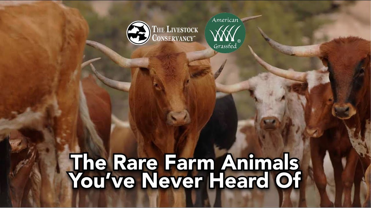 Inside the Mission to Save America’s Forgotten Farm Animals