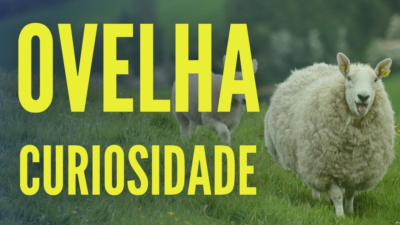 10 Curiosidades Ovelhas