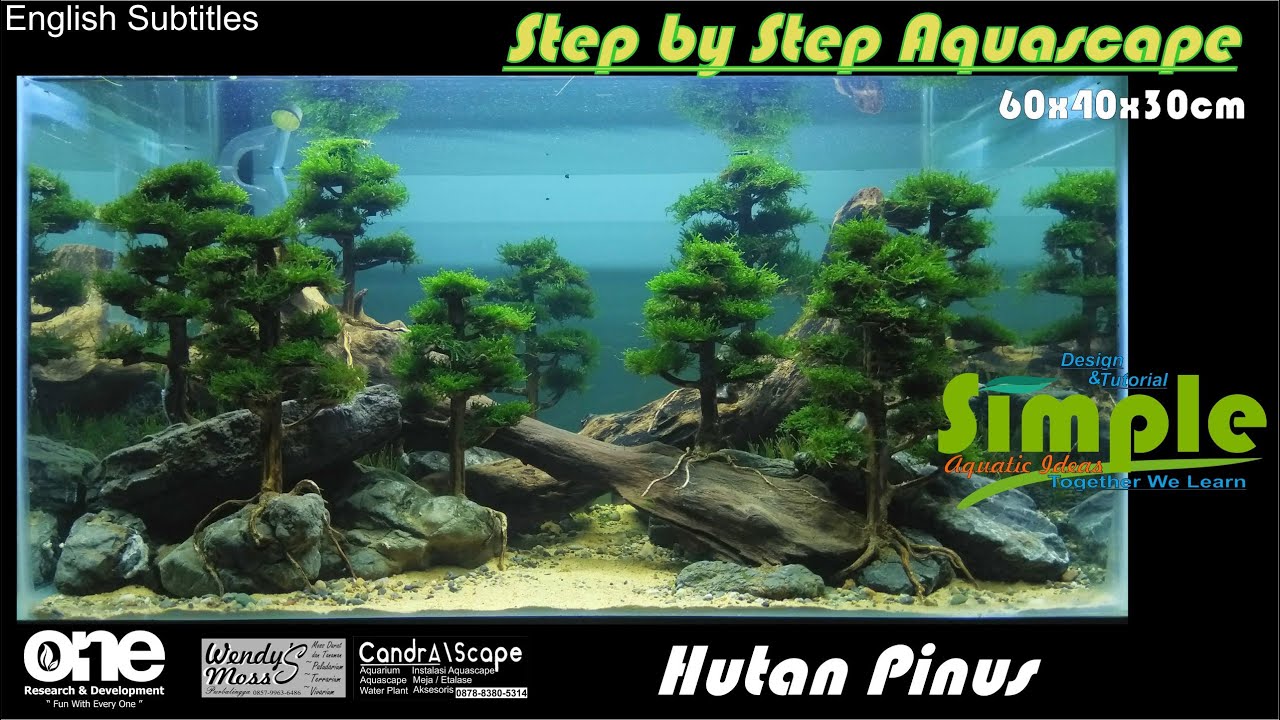 Step by Step Aquascape 60cm Tema Hutan Pinus ala Nickz Aquascape #52