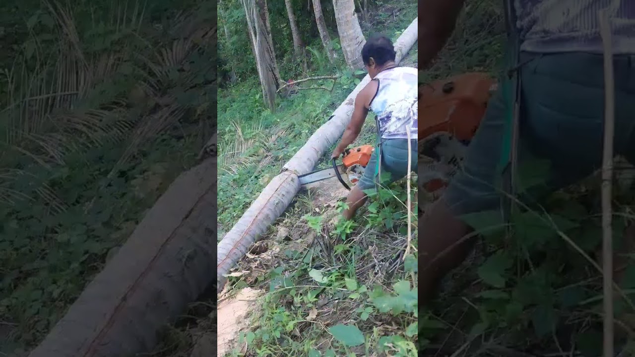 Coconut wood to build bridge #shorts #coconut #chainsaw