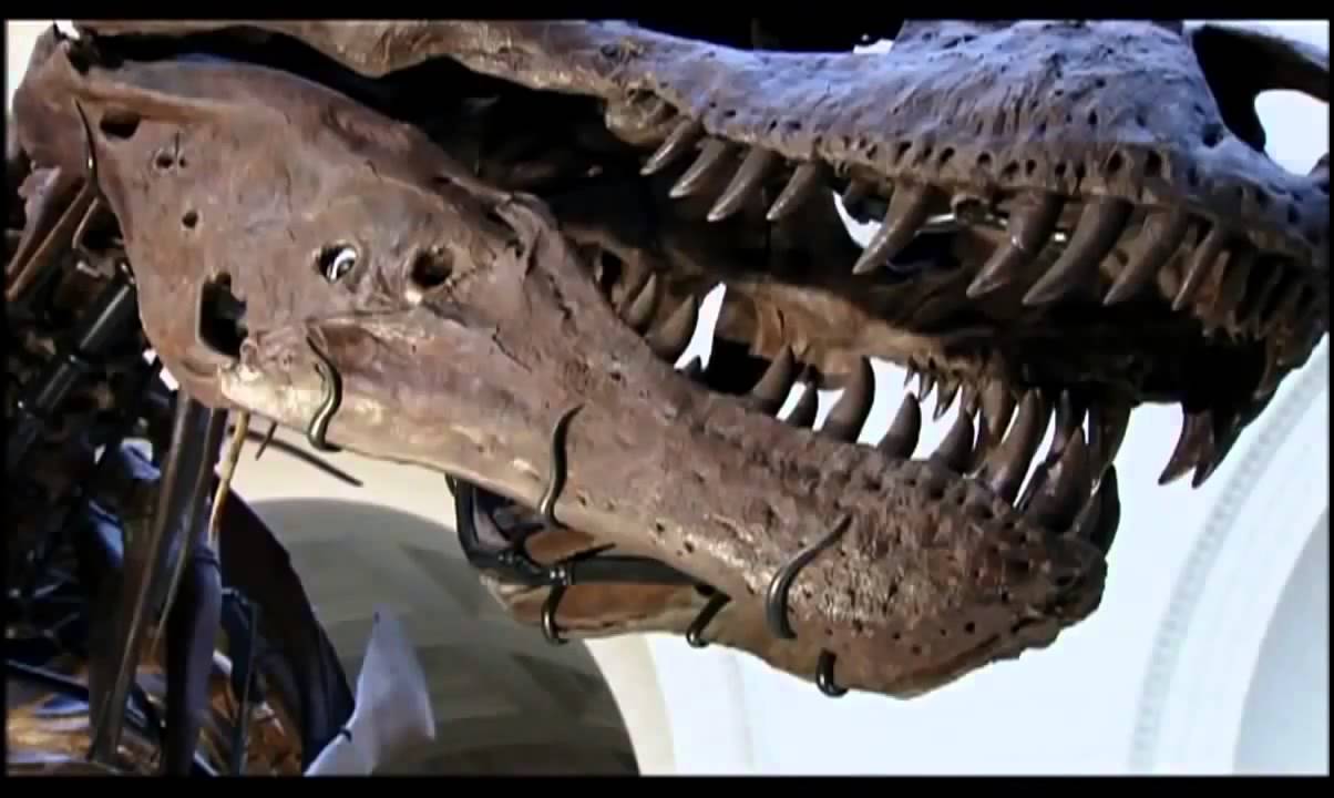 How Did Animals Learn to Fly - Evolution of Flying Full Documentary
