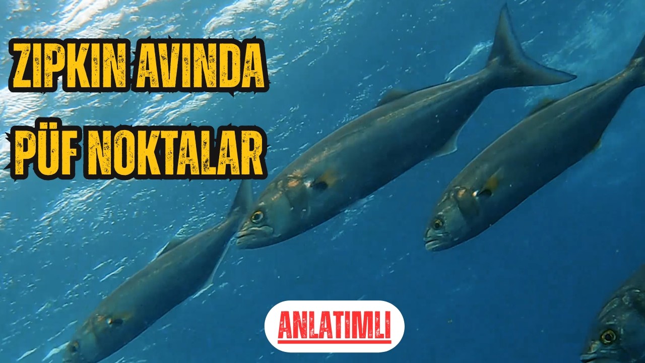 Zıpkınla 4 Farklı Teknikle Harika Balıklar Avladım