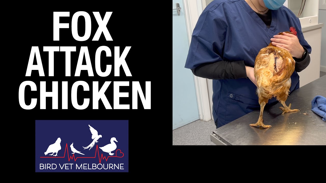 Chicken attacked by fox brought to Bird Vet Melbourne