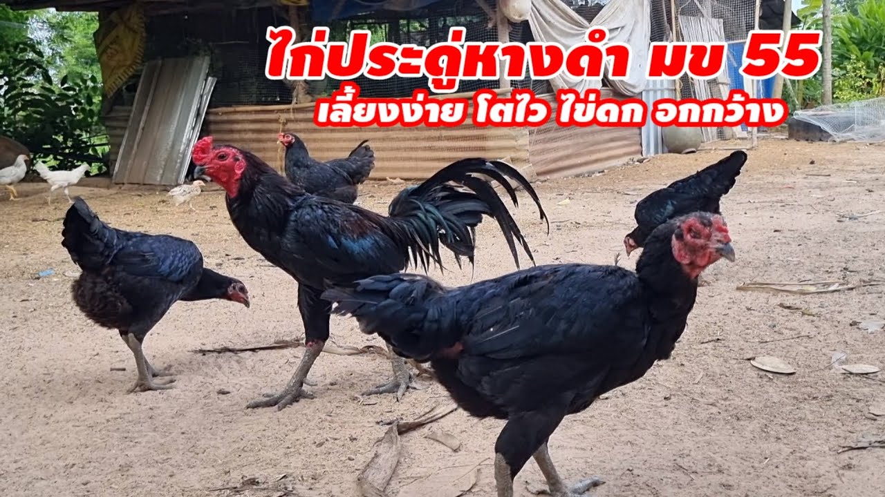 เลี้ยงไก่ประดู่หางดำ เลี้ยงง่ายโตไว ไข่ดก อกกว้าง0878571759