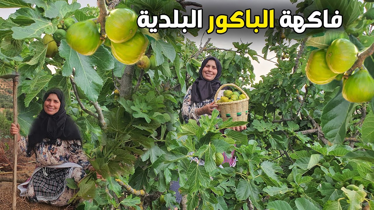جني فاكهة الباكور البلدية وزراعة أشجار التين الصيفية