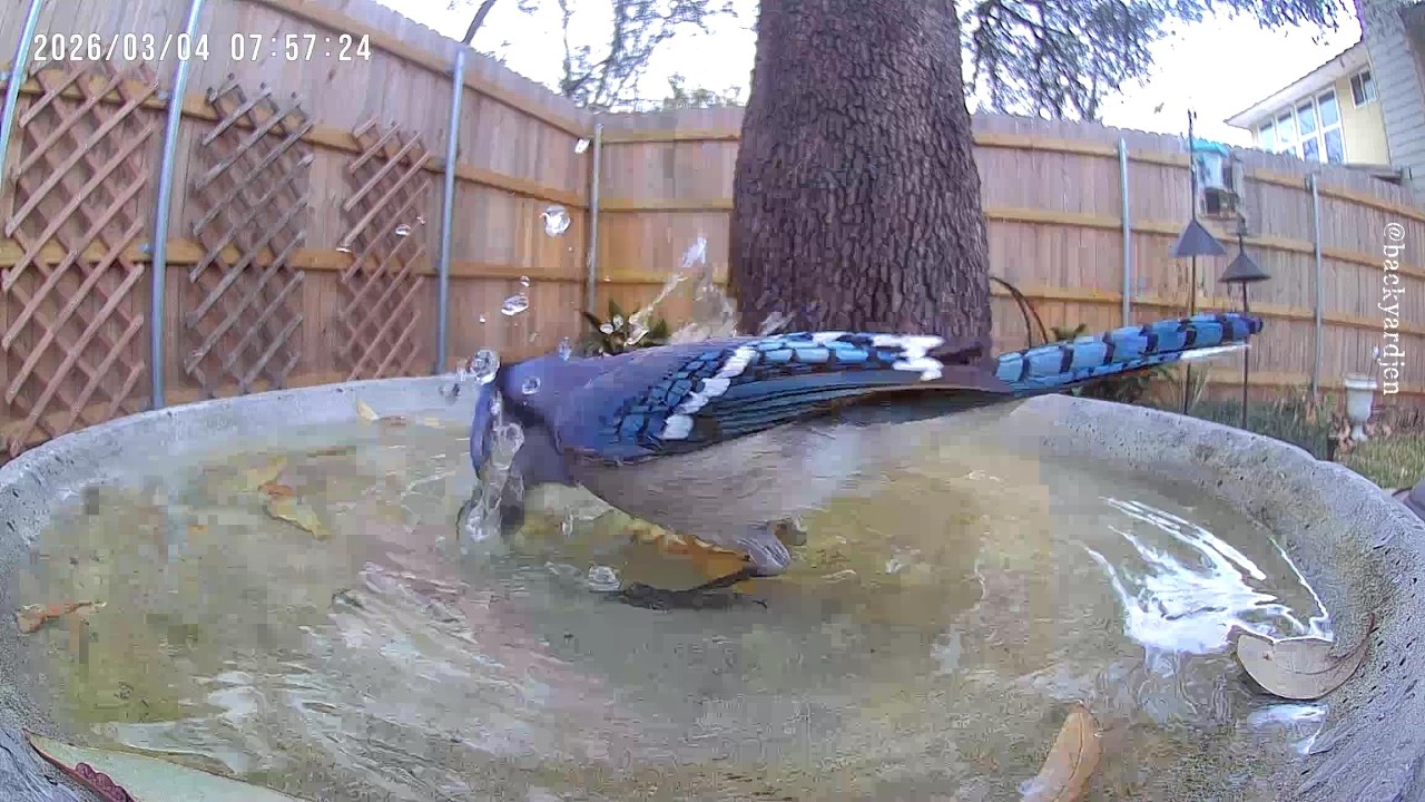 Blue Jays in the Birdbath (pov @birdfy_by_netvue )