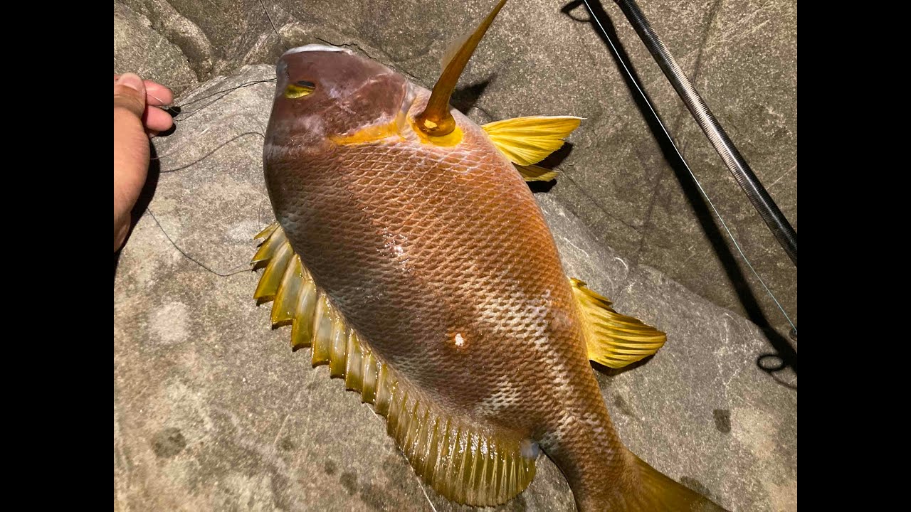 真夏のぶっこみシブダイ釣りで刺身盛り