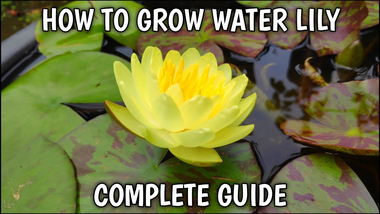 How To Grow Water Lily At Home In Pot (IN HINDI) How To Take Care Of Water Lily Plant | Fertilizer |
